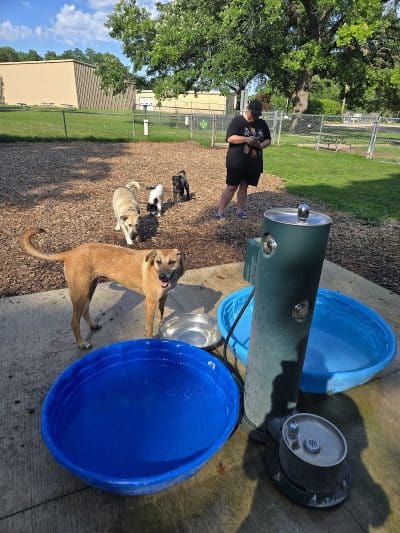 Lower Bradley dog park - Peoria, IL