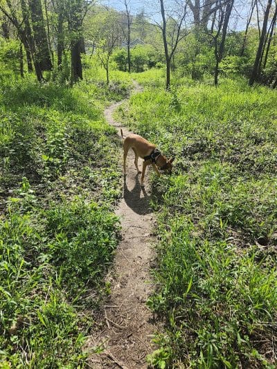 Vicary Bottoms Park - Peoria, IL