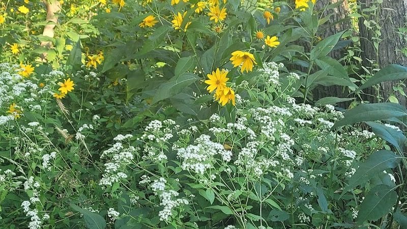 Vicary Bottoms Park - Peoria, IL