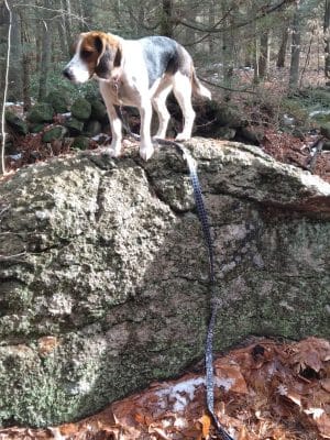 Pepperell Town Forest Rest Area & Trail