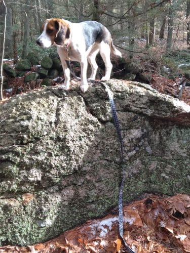 Pepperell Town Forest Rest Area & Trail