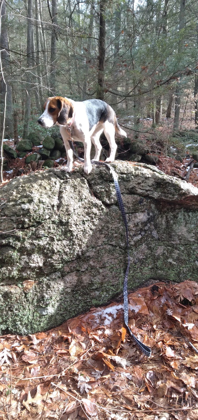 Pepperell Town Forest Rest Area & Trail - Pepperell, MA