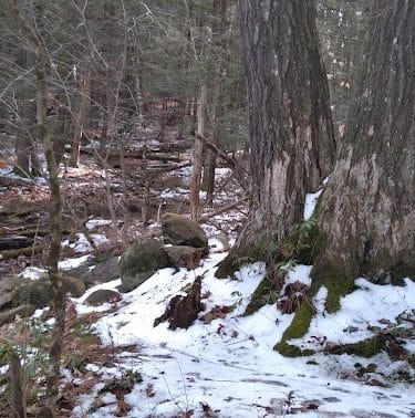 Pepperell Town Forest Rest Area & Trail