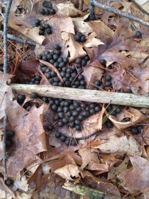 Pepperell Town Forest Rest Area & Trail