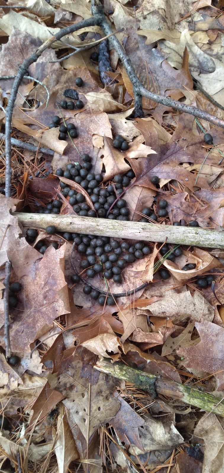 Pepperell Town Forest Rest Area & Trail - Pepperell, MA