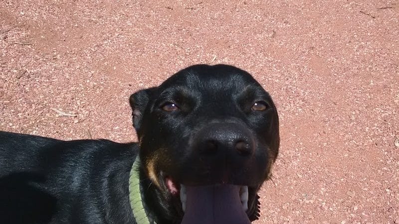 Garden of the Dogs - Peterson Space Force Base, CO