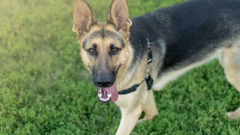 Avilla Community Dog Park - Phoenix, AZ