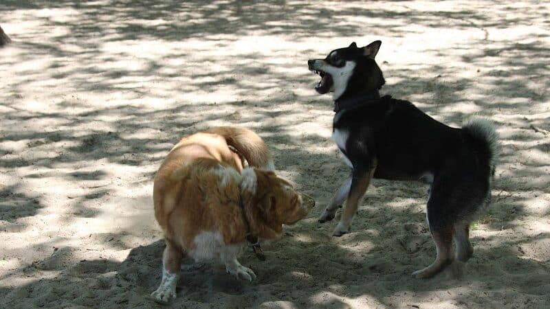 Avilla Community Dog Park - Phoenix, AZ