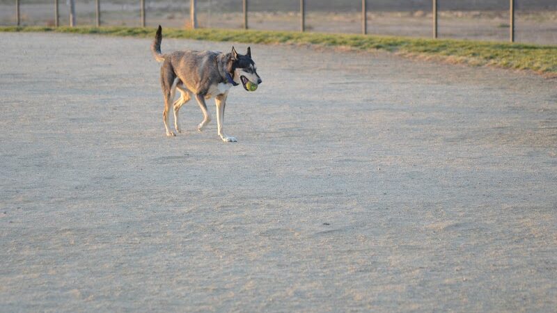 Avilla Community Dog Park - Phoenix, AZ
