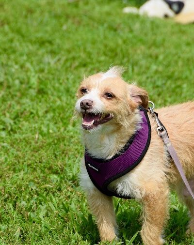 Avilla Community Dog Park - Phoenix, AZ