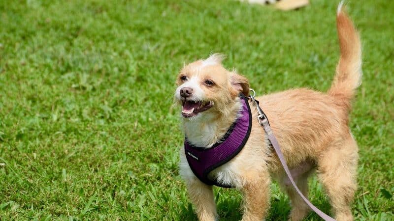 Avilla Community Dog Park - Phoenix, AZ
