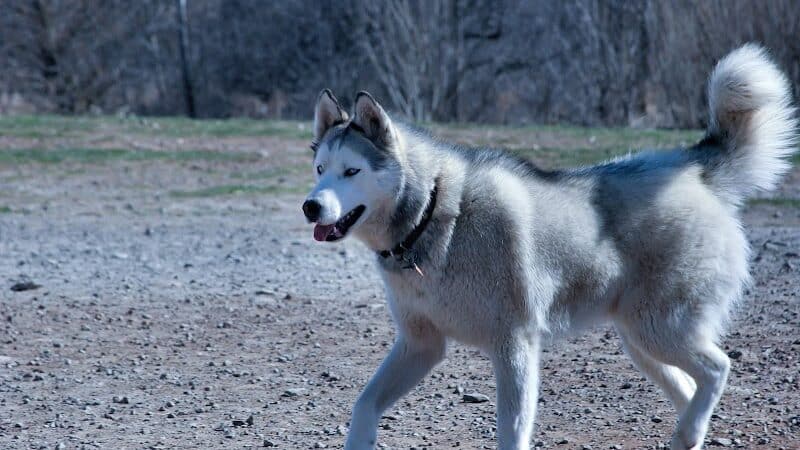 Avilla Community Dog Park - Phoenix, AZ
