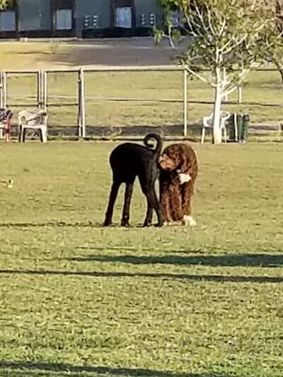 Grover Basin Dog Park - Phoenix, AZ