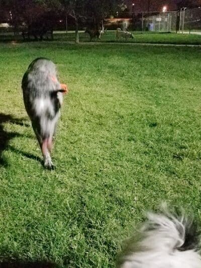 Grover Basin Dog Park - Phoenix, AZ