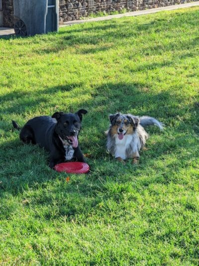 Hance Park Dog Park - Phoenix, AZ