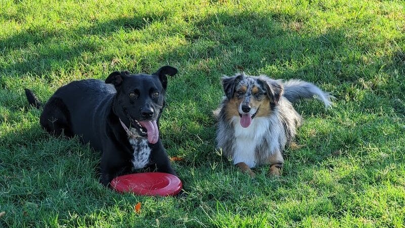 Hance Park Dog Park - Phoenix, AZ