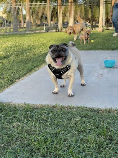 Hance Park Dog Park - Phoenix, AZ