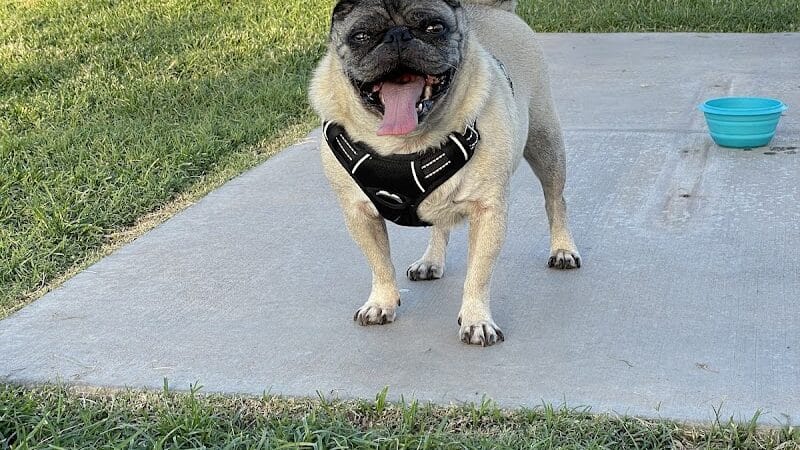 Hance Park Dog Park - Phoenix, AZ