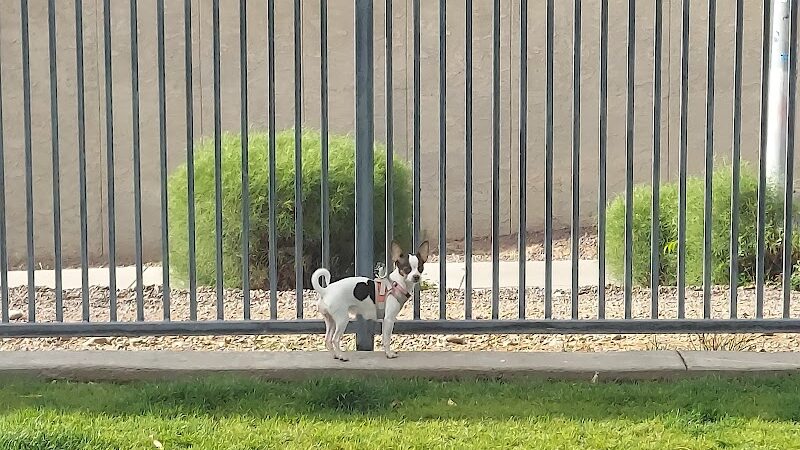 Hance Park Dog Park - Phoenix, AZ