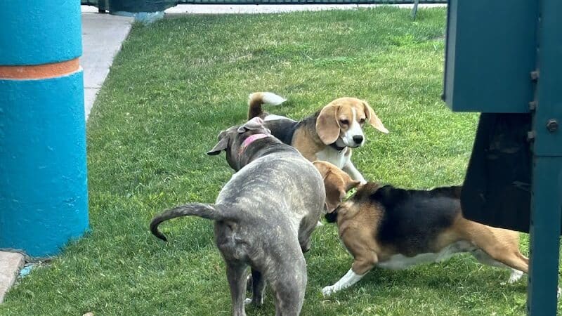 Meraki Paws N Play Indoor Dog Park and Social Club - Phoenix, AZ