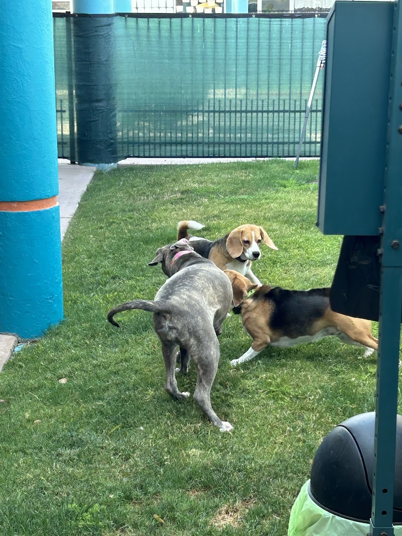 Meraki Paws N Play Indoor Dog Park and Social Club - Phoenix, AZ