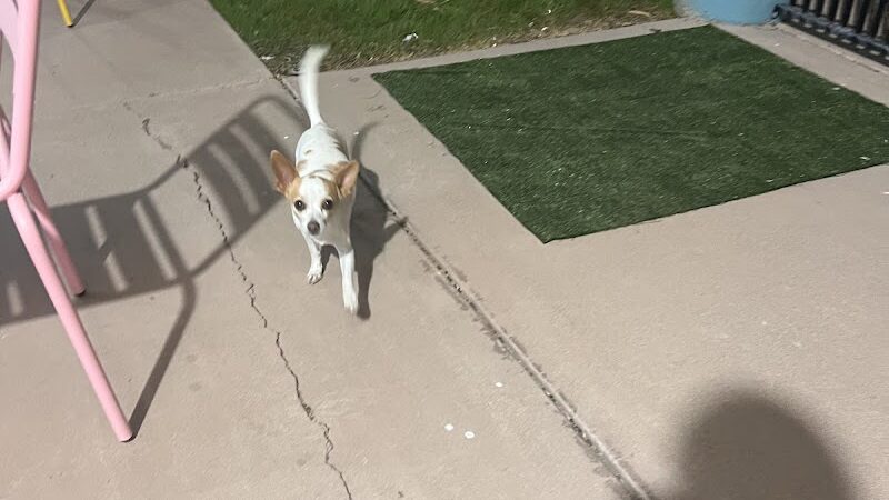 Meraki Paws N Play Indoor Dog Park and Social Club - Phoenix, AZ