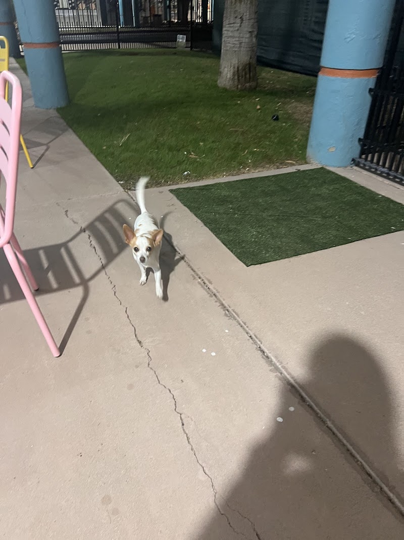 Meraki Paws N Play Indoor Dog Park and Social Club - Phoenix, AZ