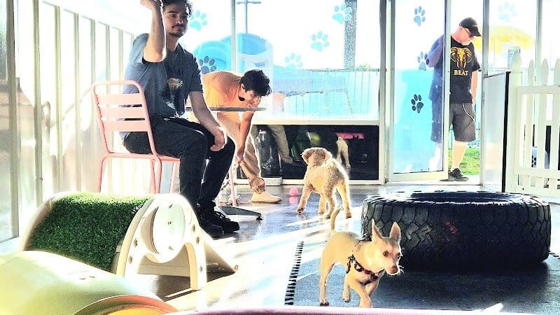Meraki Paws N Play Indoor Dog Park and Social Club - Phoenix, AZ