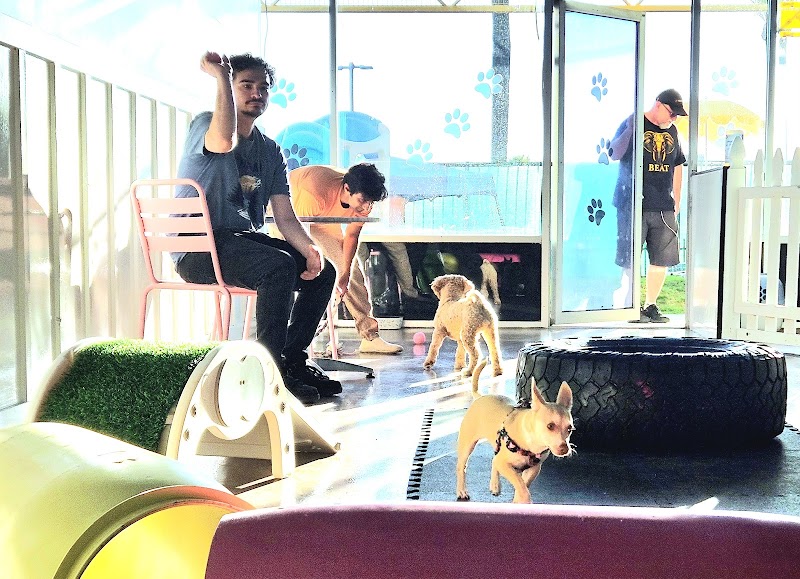 Meraki Paws N Play Indoor Dog Park and Social Club - Phoenix, AZ