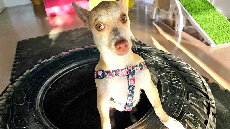 Meraki Paws N Play Indoor Dog Park and Social Club - Phoenix, AZ