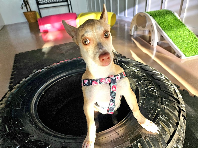 Meraki Paws N Play Indoor Dog Park and Social Club - Phoenix, AZ