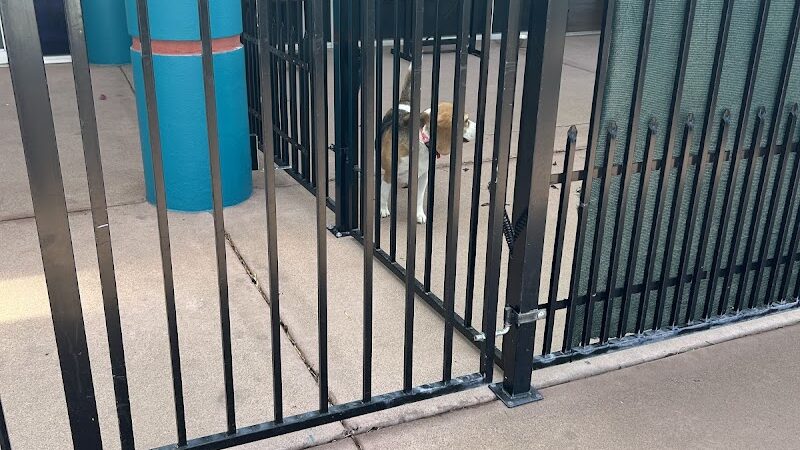 Meraki Paws N Play Indoor Dog Park and Social Club - Phoenix, AZ