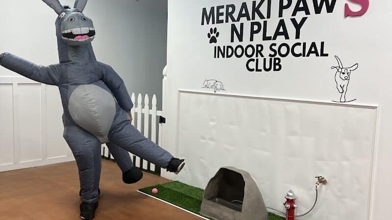 Meraki Paws N Play Indoor Dog Park and Social Club - Phoenix, AZ
