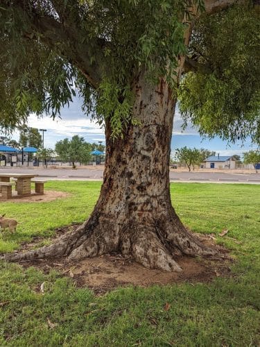 Paradise Valley Park