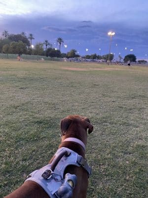 PetSmart Dog Park