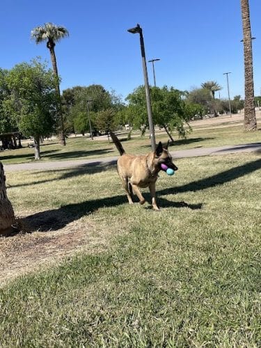 PetSmart Dog Park