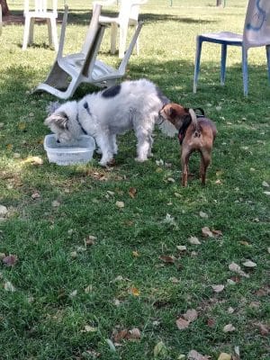 PetSmart Dog Park