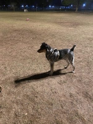 PetSmart Dog Park