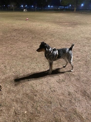 PetSmart Dog Park