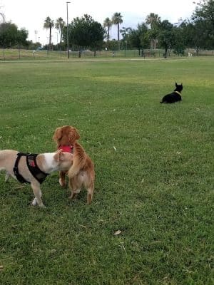 PetSmart Dog Park