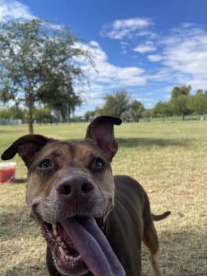 PetSmart Dog Park
