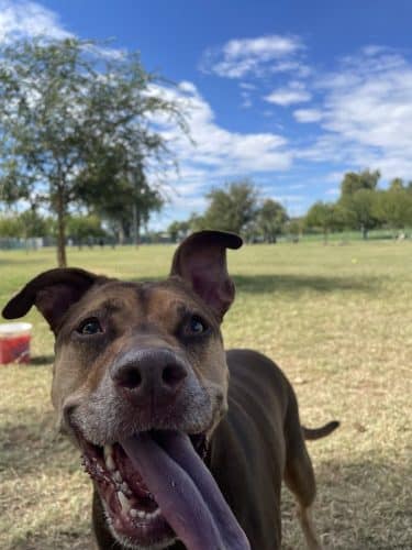 PetSmart Dog Park
