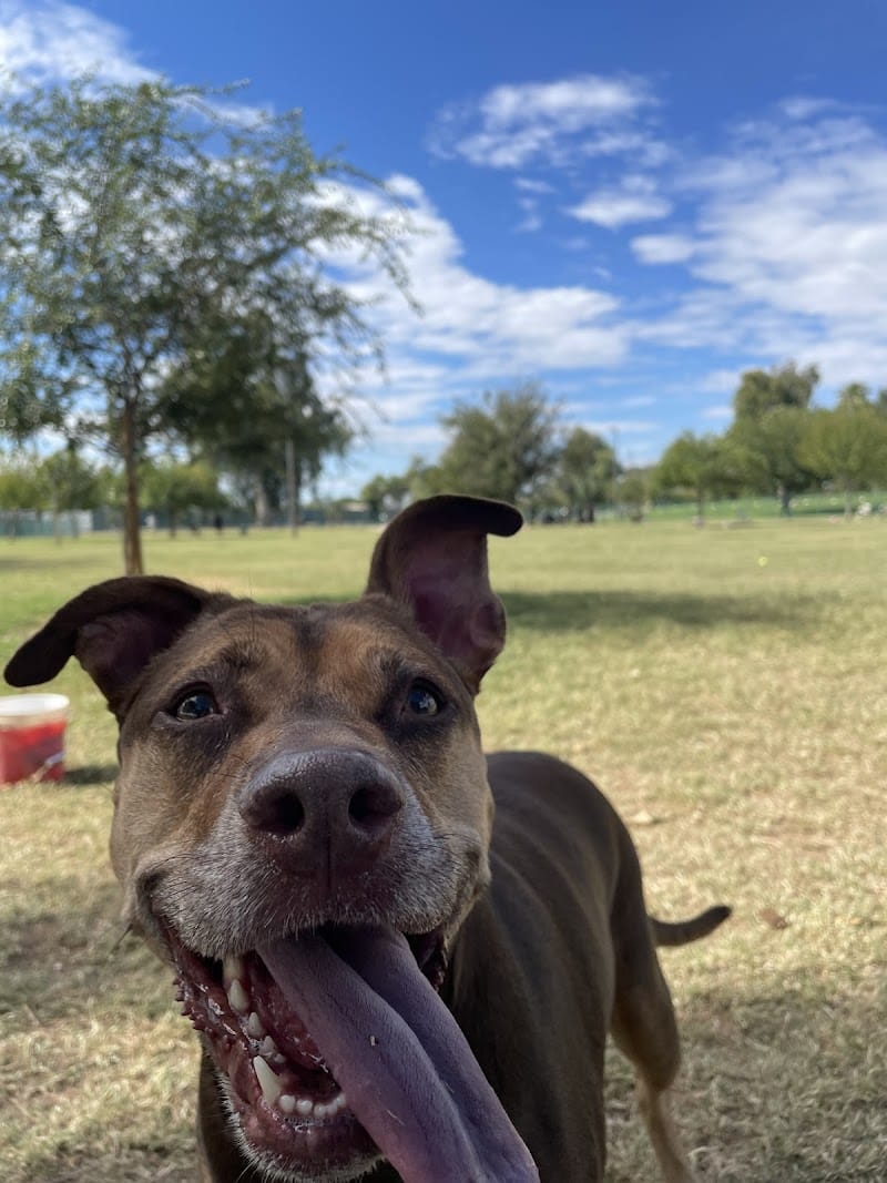 PetSmart Dog Park - Phoenix, AZ