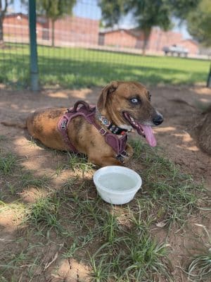 PetSmart Dog Park