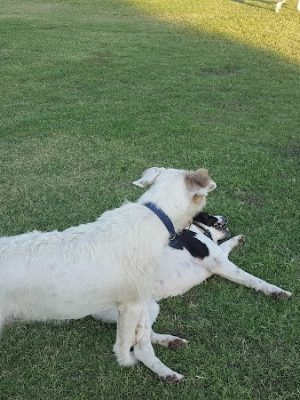 PetSmart Dog Park