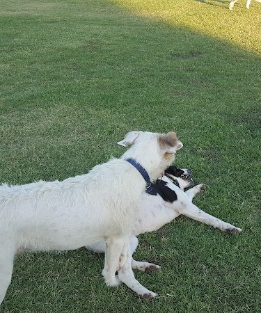 PetSmart Dog Park