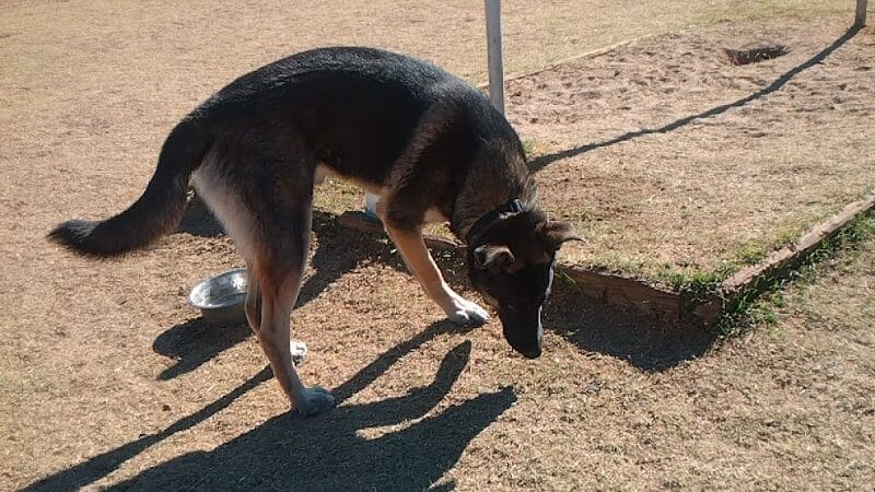 Pomelo Dog Park - Phoenix, AZ