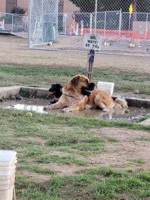 Rose Mofford Dog Park