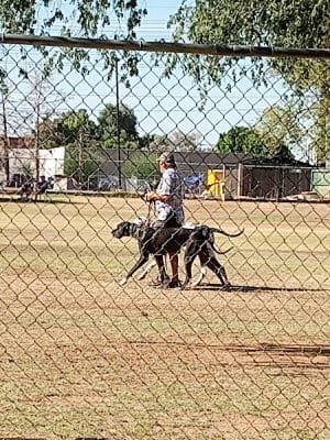 Rose Mofford Dog Park