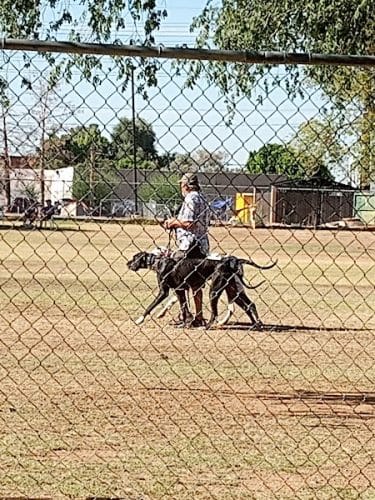 Rose Mofford Dog Park